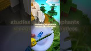 Elephants Think We’re Cute 😍🐘 | DailyFacts