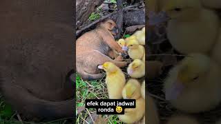 efek dapat jadwal ronda tadi malam 😆 #vidiolucuterbaru