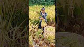 How Villager Harvest Rice Differently #farmlife #villagevideo