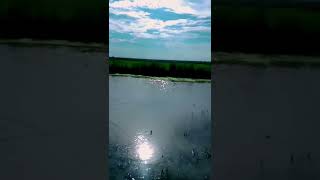 💚Nature love whatsapp status |#nature #shorts