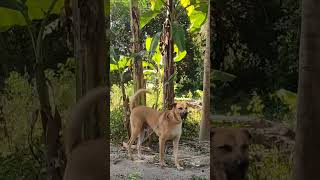 Kombai Dog Barking