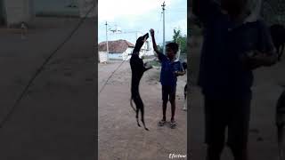 Kanni dog jump video 🐕