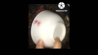 #shorts #ytshorts #nutrimasalarecepi#viralshort#soyabeanrecipe #soyachunkscurry #indianfoodrecipes