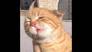 petsoftiktok Live Stream