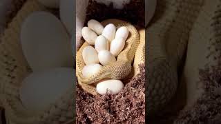 Snake Laying Eggs – A Fascinating Moment of New Life! #shorts #snake #snacks #wildlife #viralshorts