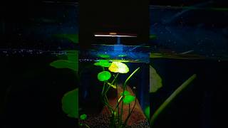 Nano plantation tank #aquascapegallery #fishtank #fishtankdesign #fishlover #fishkeepinghobby #peace