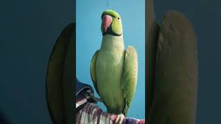 #talkingparrotscareandroutine #birdsounds #mitthutota #parrot #funny #mittumittutota #parrotnoises