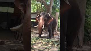 Dancing Elephant at Guruvayoor|double tap on screen