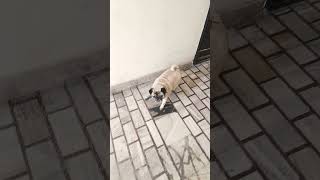 Gaming 🎰 time #music #drawing #gaming #art #puzzle #gkinhindio #pug #funny #youtube