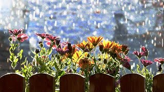 10 Hours of Relaxing Music & Rain Sounds, Deep Sleep Music " Flowers Are More Beautiful After Rain "