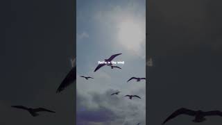 Chemtrails Over the Country Club - Lana Del Rey | lyrics | aesthetic | whatsapp Status |English song