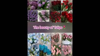 Beauty of tulips 🌷♥️. which colour do you love? types of Tulips. #tulip #tulips #shorts