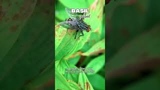 Top 5 Plants That Naturally Repel Insects  (Basil, Mint, Citronella  more) #shorts