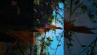 How A Touch of Sunshine Changed Cinematography Forever #shorts #ytshorts