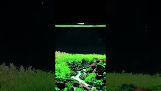 The Most Beautiful Planted Aquariums Ever |#natureaquarium #calmaquariumvibes #freshwateraquarium