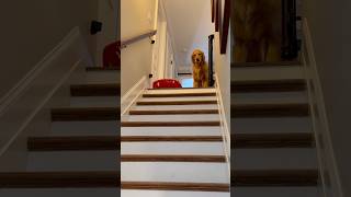 My dogs went sledding down the stairs!