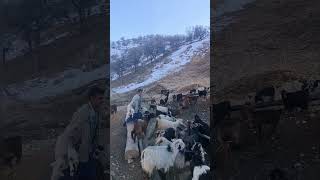 Nomadic life in mountain villages of iran