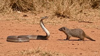 Ultimate Snake vs. Mongoose Face-Off: Nature’s Fiercest Rivalry! 🐍🐀
