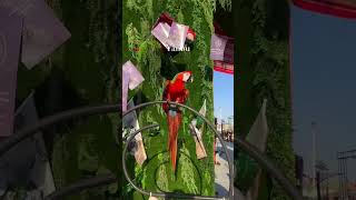 Yanbu saudi Arabia  flowers festival yanbu @SaudiChannelOne @YanbuOfficial