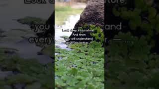 💫🌿 Look Deep Into Nature 🍃🌴 Aesthetic Nature Video