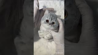 Cat #remix #music #mashup #freetousemusic #bestandviralremix #dance #backgroundmusicforlivestreaming