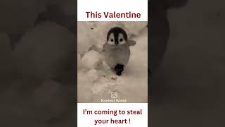 this valentine i am coming to steal your heart ❤️💞💓💘