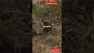 The Secret of Sivişan: Intelligent Animal in the Wild
