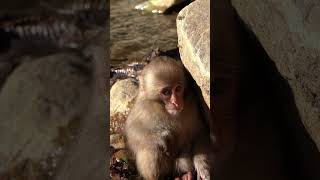 Baby  monkey crying  子猿の鳴き声   #shorts