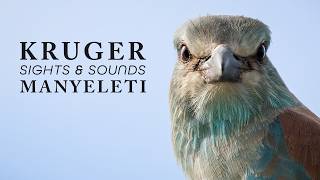 Nature Therapy: Kruger National Park & Manyeleti