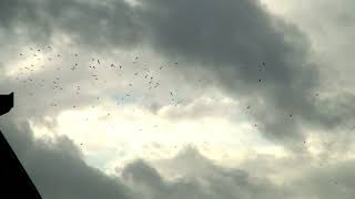 Flock of birds [1080p]