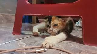🥰 Tingkah laku kucing yang sangat lucu 🥰