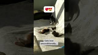 Endless Love: Cats' Unconditional Affection 💖😻 #cat #catlife #fyp