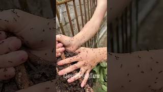 Shocking Animal Transformation! #animaljourney #amazingtransformation #animalcrossing #animalgrowth