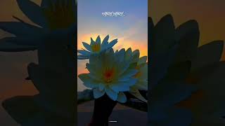 Ohe Ki Korile Bolo Paibo Tomare🥀WhatsApp Status❤Bengali Sad Song🥀Lyrics