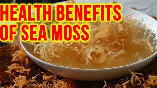 7 Health Benefits Of Sea Moss