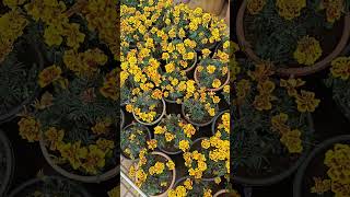 ooty flowers #botanicalgarden #ootybotanicalgarden #trendingshorts