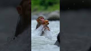 monkey saving dog #aivideo #sora2 #aicontent #aicontentcreation #aivideogenerator #aishorts
