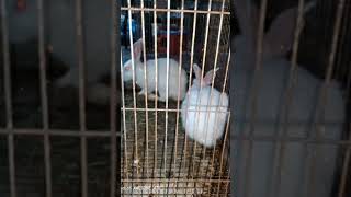love #rabits #petlovers #suscribe #like