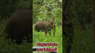 nagaraholele Nagarhole Sanctuary #elephant #animals #viral #viralvideo #ytshorts