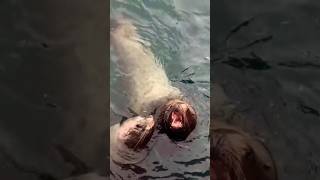 ❤️💥"Evolution of Superhero Animals | Watch Now!"|#shorts|#viral|#trending|#riyaraut23