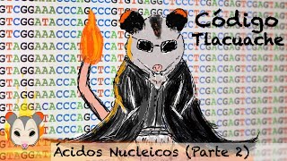 Los Ácidos Nucleicos | Parte 2