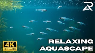 Underwater Paradise Relaxing Music for Calm and Focus