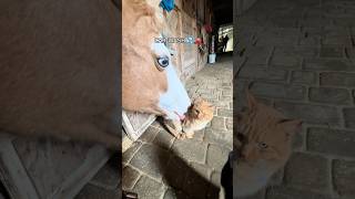 Every horse must have an emotional support kitty🐴🐈🥰#funny #fyp #animals #cute #farmlife #farm