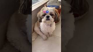Falling is also necessary, it reveals one's status 🤔#youtube #youtubeshorts #cute #pets #ytshorts