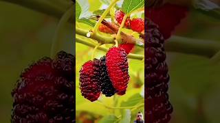 Fruit 🍒🍓🥝🫒 #fruit #yummy #shortvideo #villagenaturelife