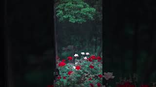 FLOWERS VIDEOS//#flowers #NATURE