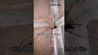 ムカデグモ – 最も誤解されているクモ！🕷️😱 #trendinganimals #viralanimals