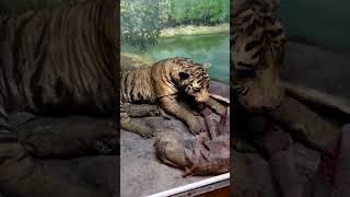 Indian Museum Tour 2025. indian museum kolkata.