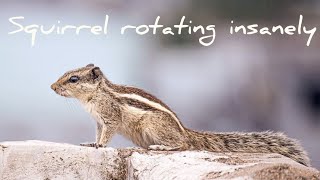 Squirrel rotating insanely #shorts