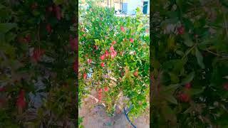 apple 🍏🍏 and 🍒🍒pomegranate ## Saudi Arabia # lik and shskrib my chnal please #